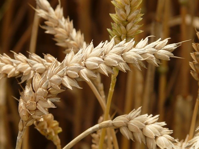 谷物和飼料中霉菌毒素的檢測(cè)方法